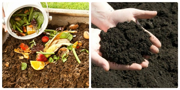 Rác thải thực phẩm sau khi trải qua q uá trình ủ và trở thành phân compost.